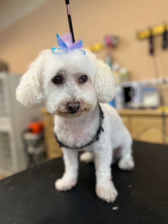 Yappy Dog Pet Grooming图片