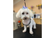 Yappy Dog Pet Grooming