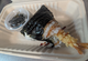 Onigiri Gaijin